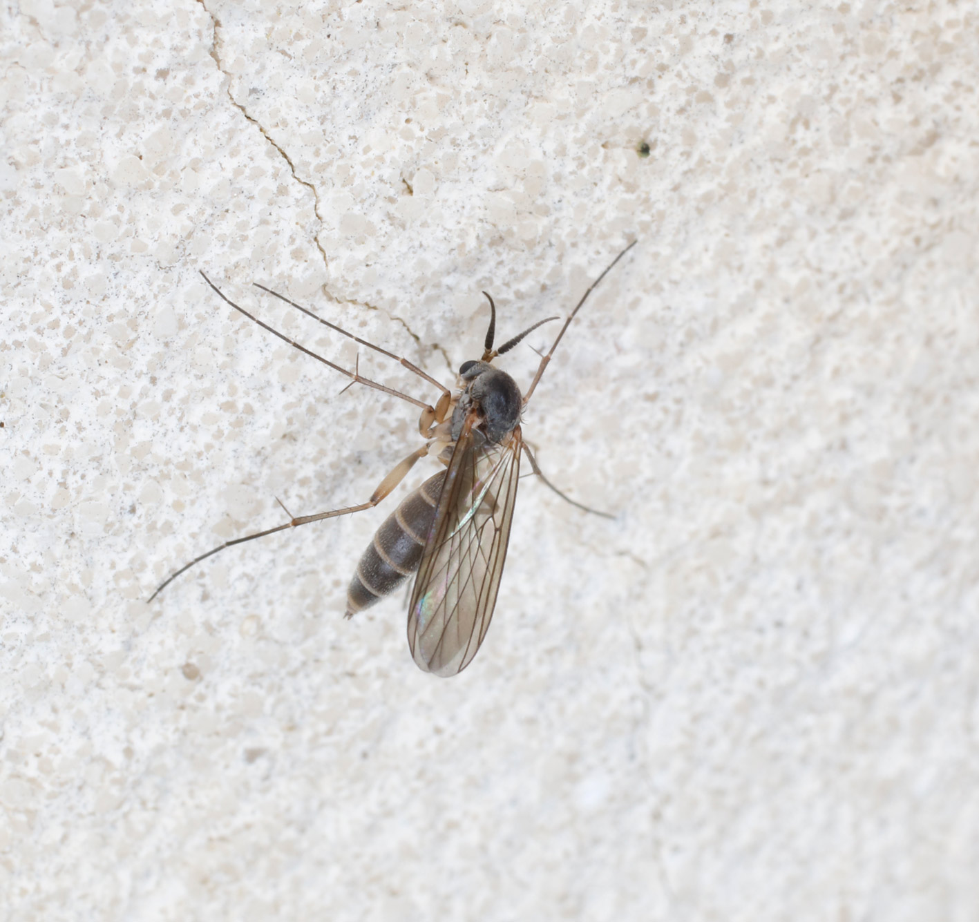 Mycetophilidae: cfr. Stigmatomeria crassicornis, femmina